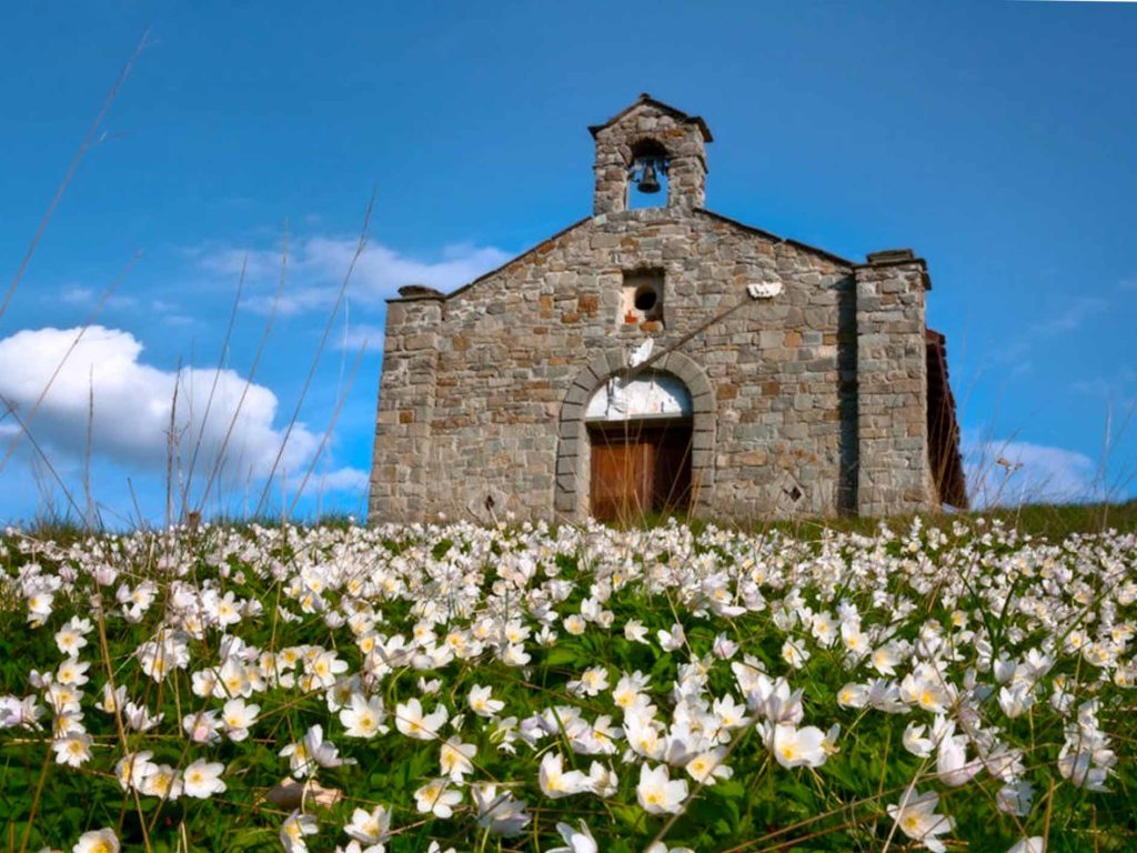 anemoni-passo-di-cirone-1024x683